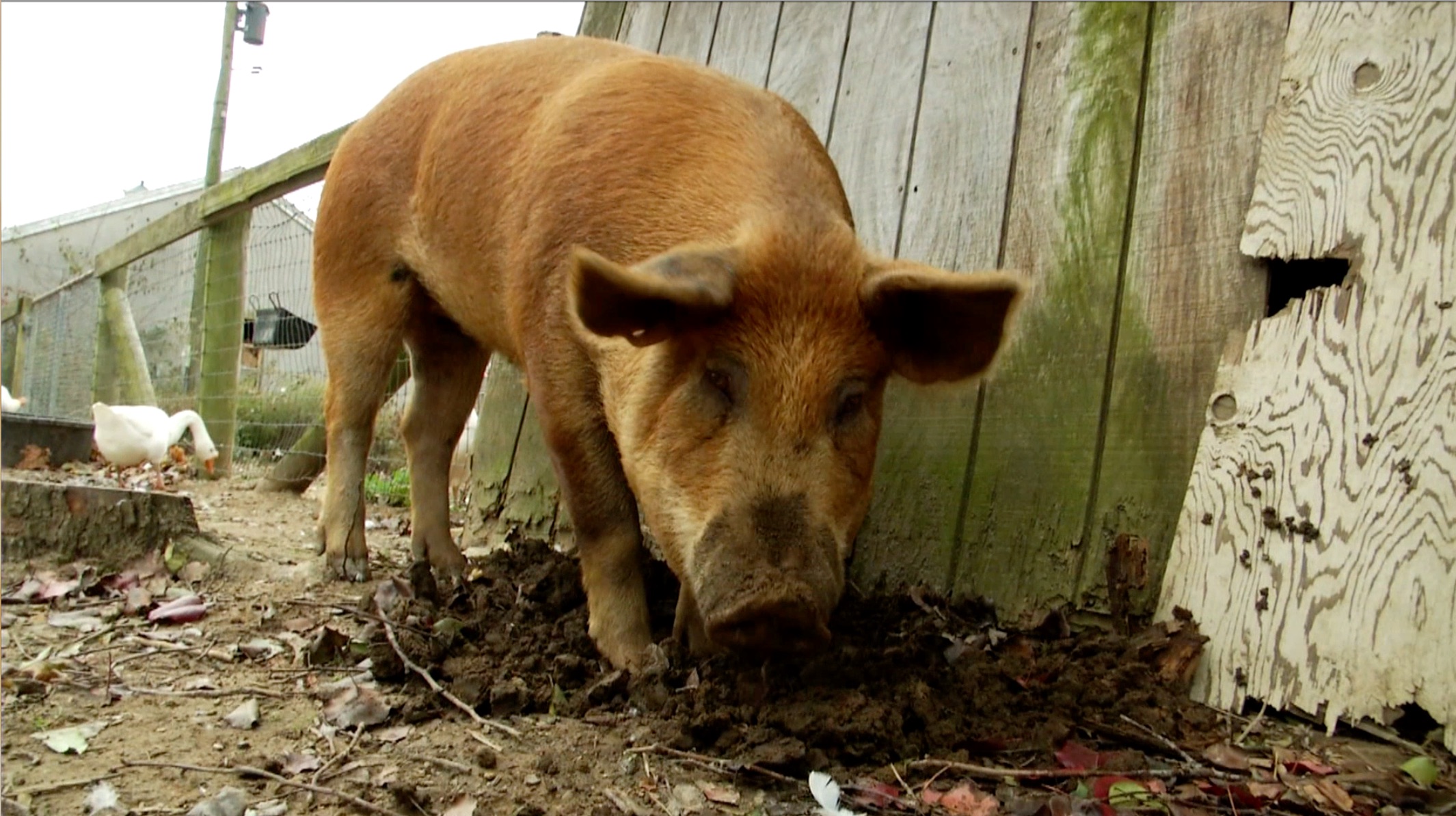 S1 Ep 13 - Farm Animals