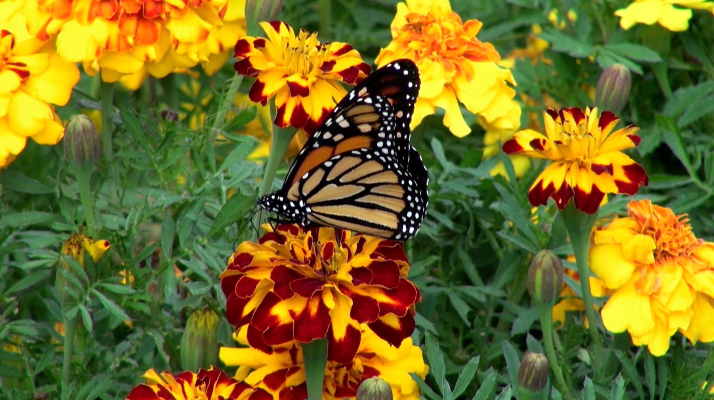 S1 Ep 9 - Lifecycles