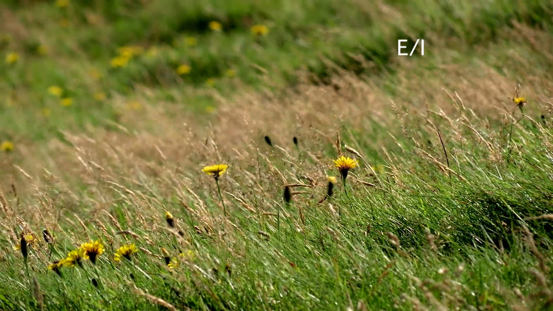 S1 Ep 5 - Wild About Animals