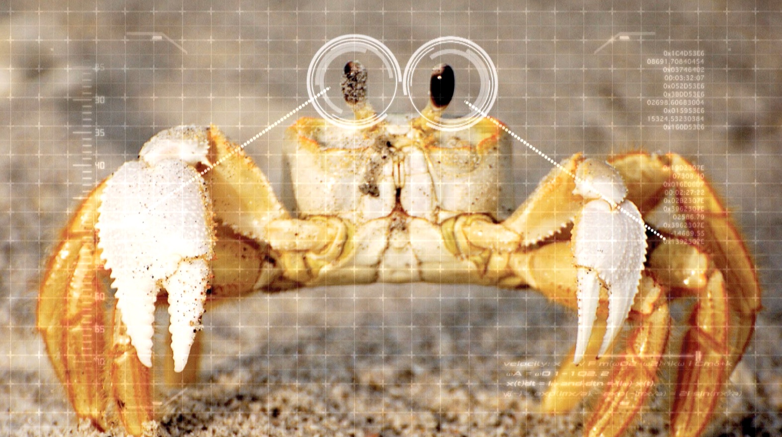 S2 Ep 8 - Amazing Animals