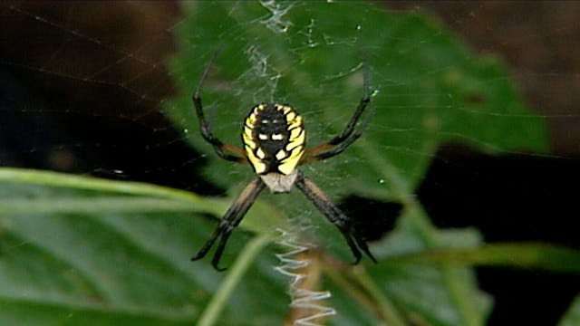 S2 Ep 9 - Freakish Creatures