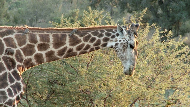 S1 Ep 8 - Animals of Africa
