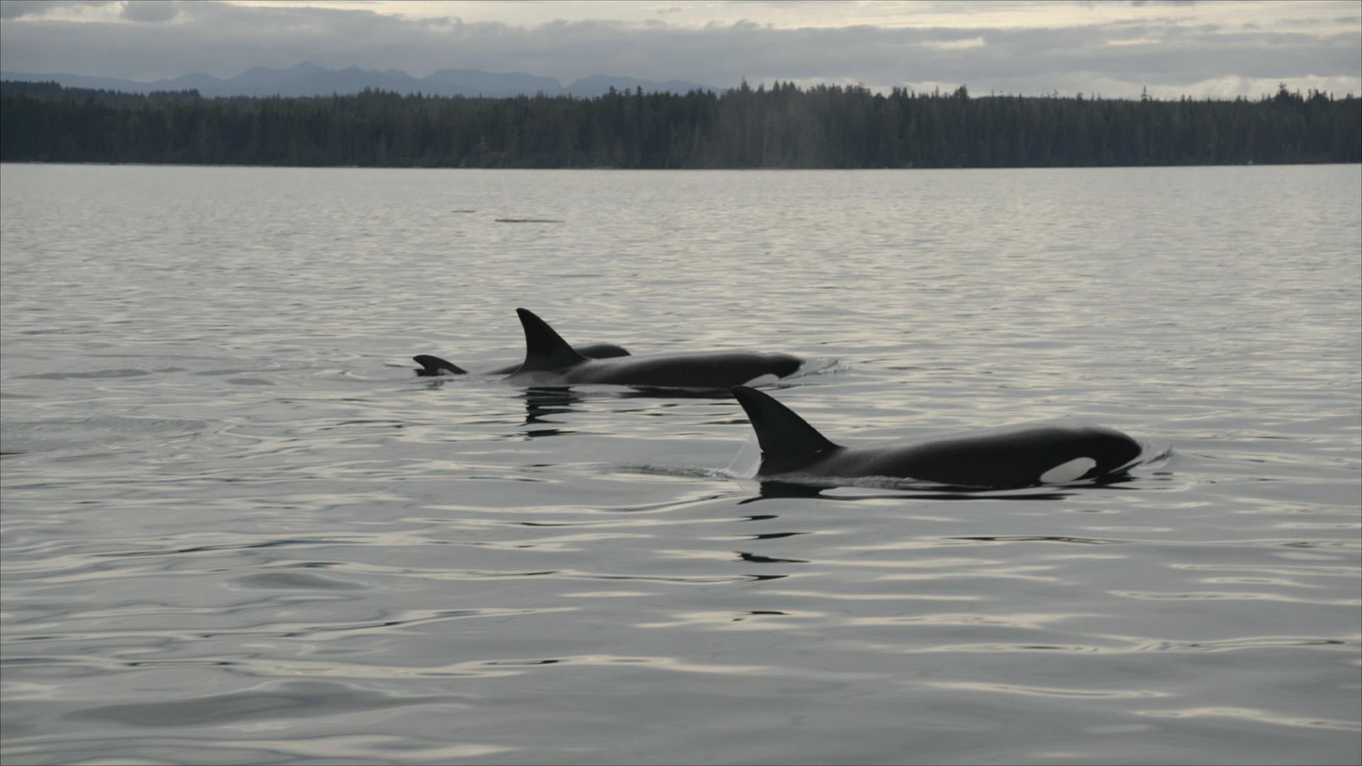 S6 Ep 1 - Ocean's Apex Predators