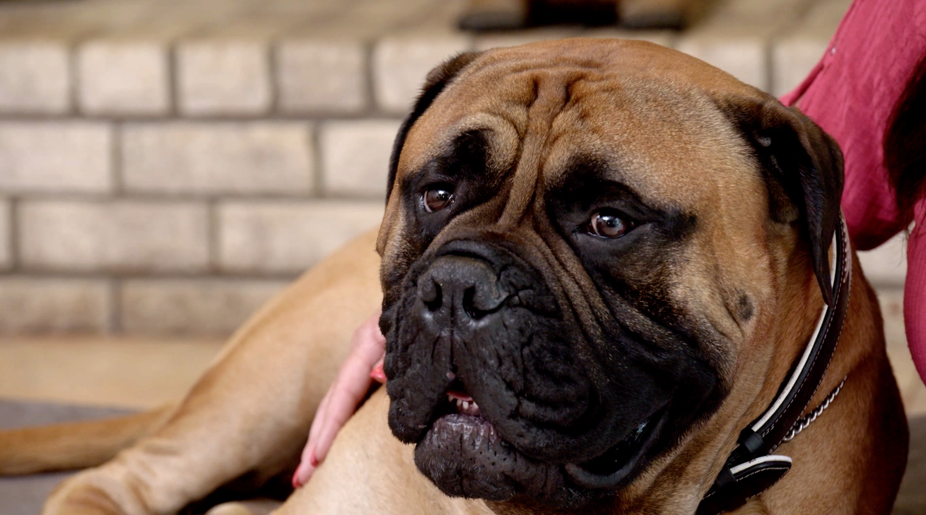 S1 Ep 6 - Old Dogs, New Tricks