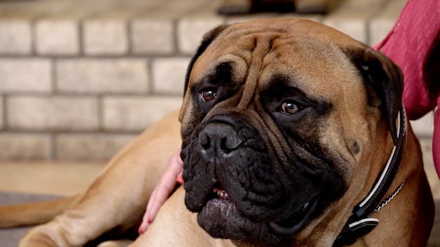 S1 Ep 6 - Old Dogs, New Tricks