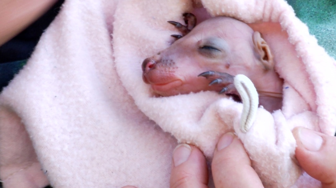 S1 Ep 12 - Australian Animals