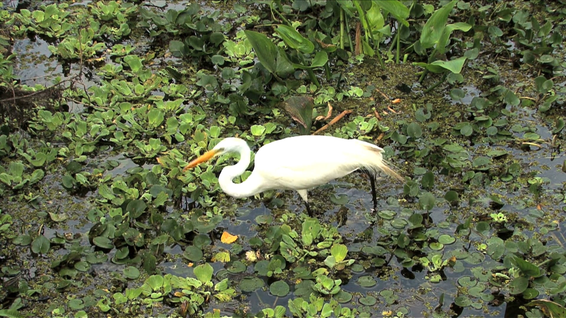 S2 Ep 3 - Animals of Europe