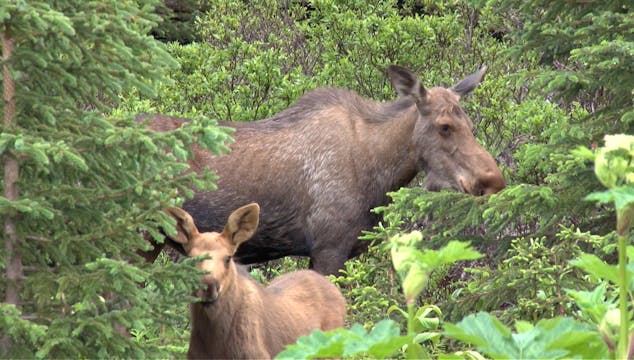 S2 Ep 2 - North American Animals