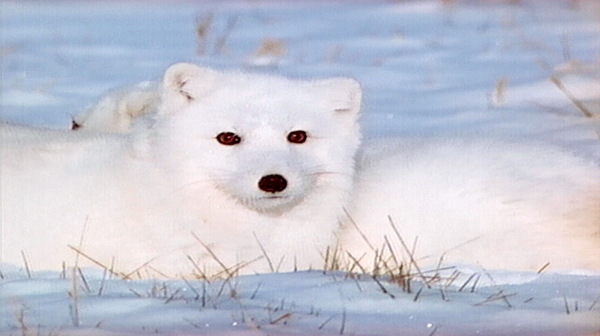 S2 Ep 6 - Coolest Creatures