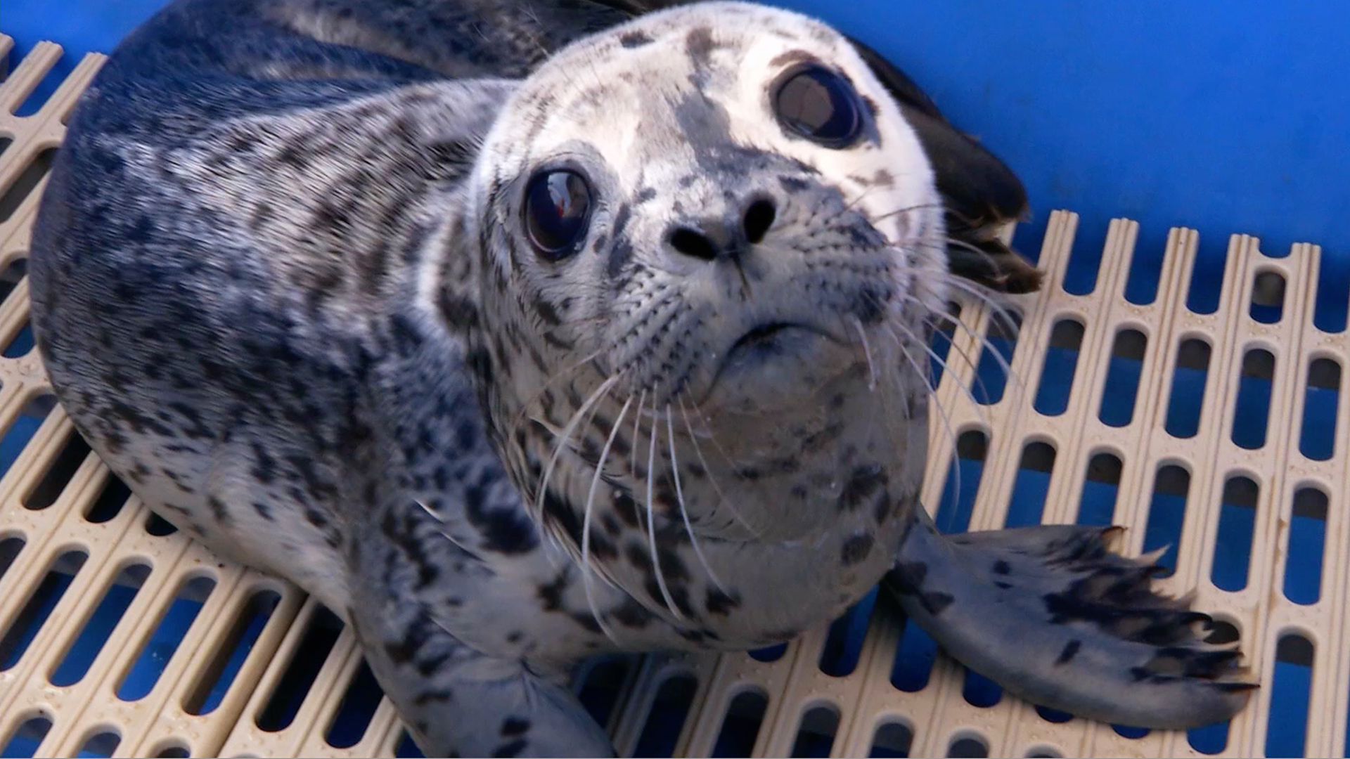 S6 Ep 6 - Animal Rescues