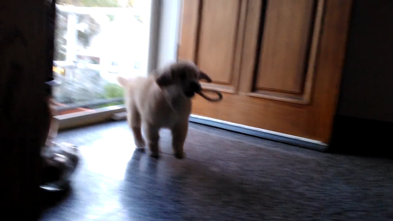 Lulu at the Front Door