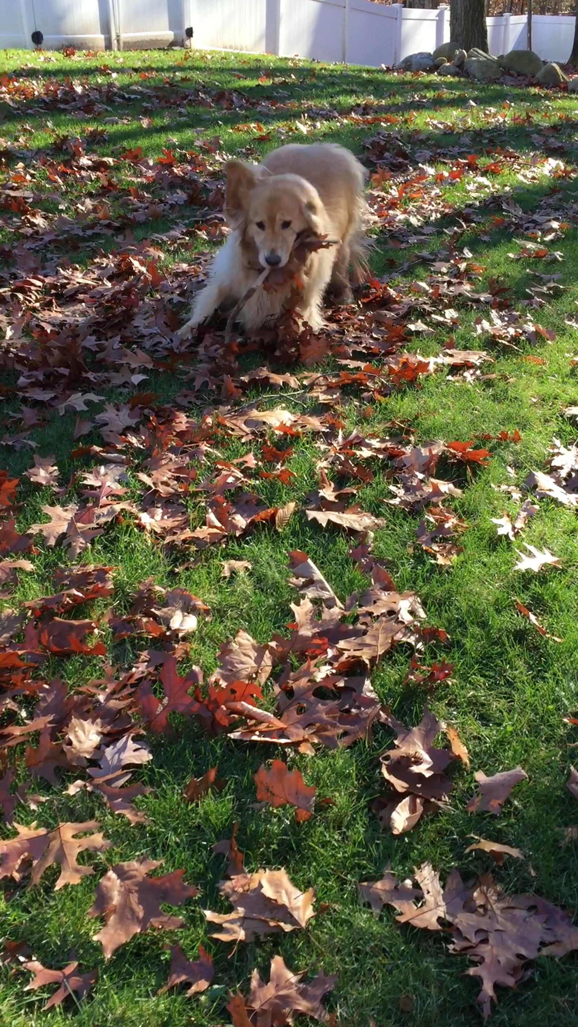 Lulu and Leaves