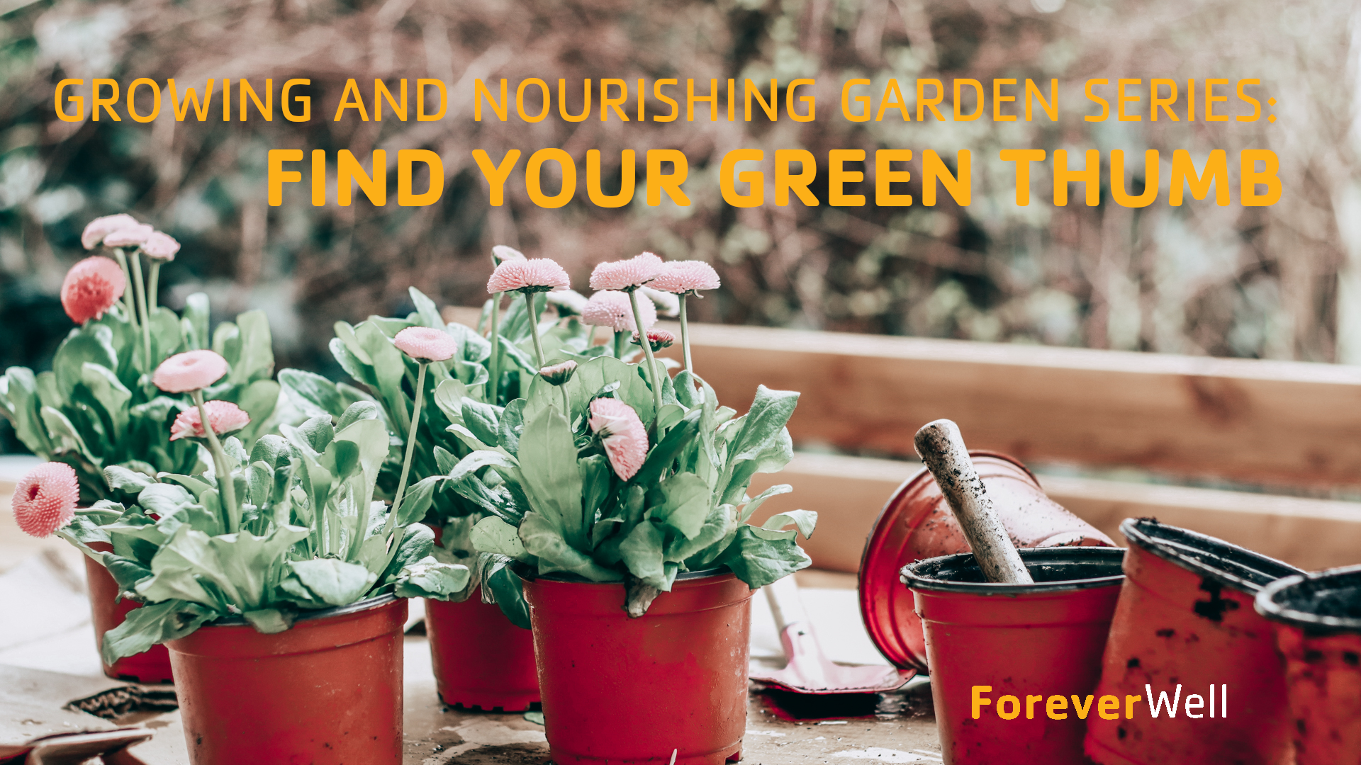 Growing & Nourishing Garden Series - Part 4 of 6