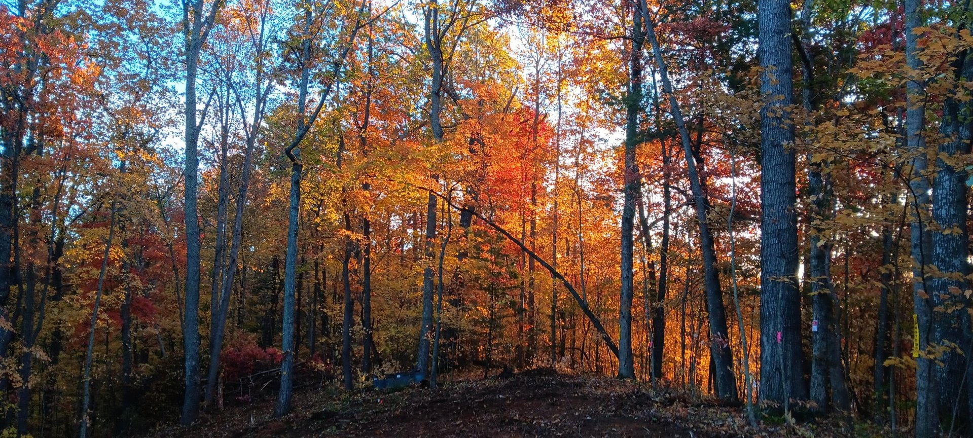 3rd Class: The Doshas