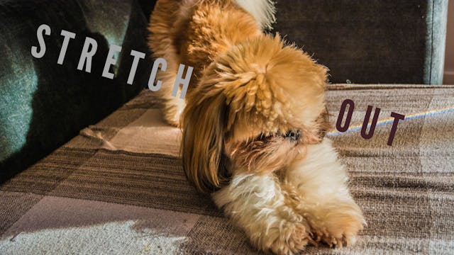 Gentle Sitting Stretch