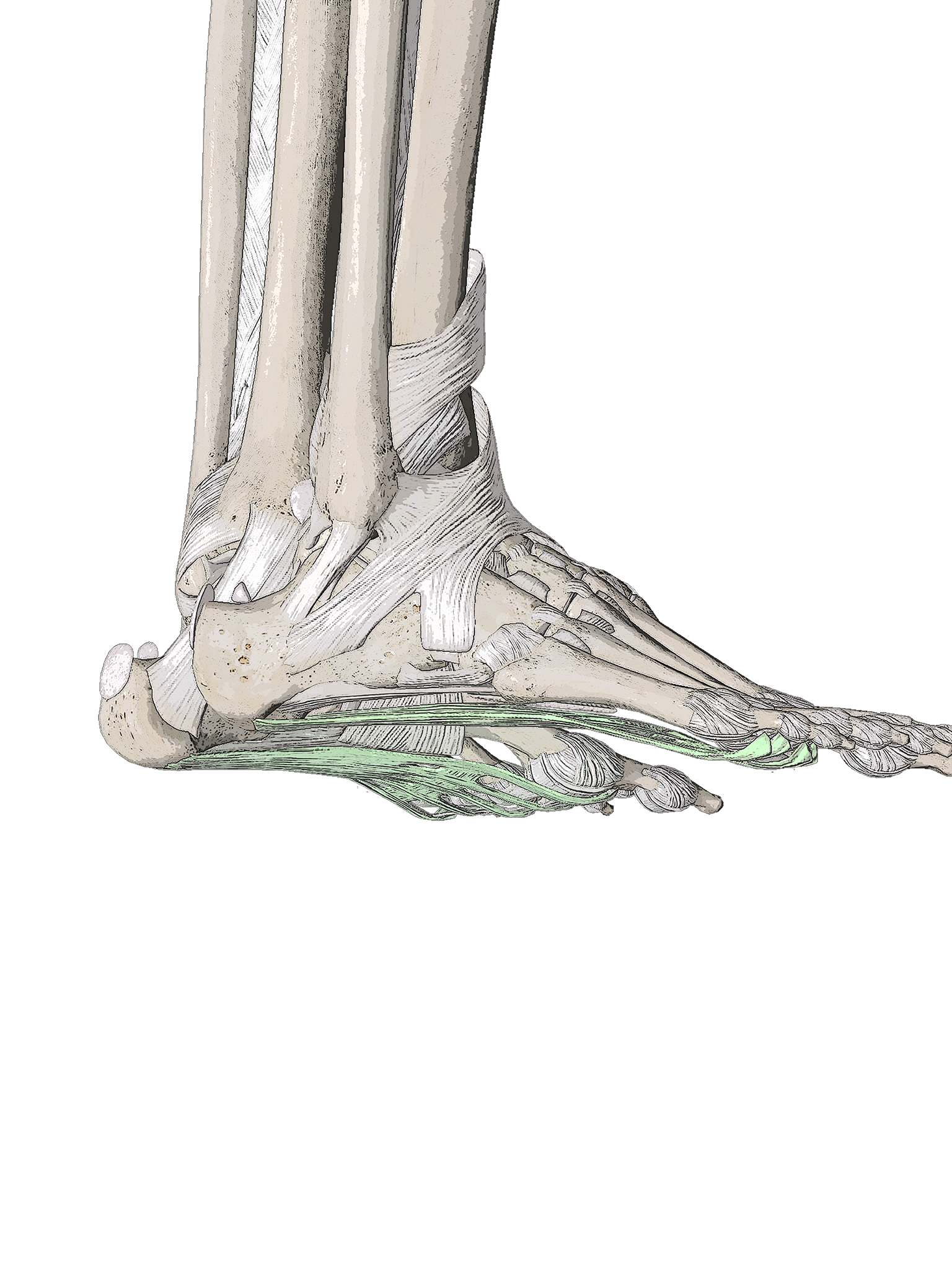 Plantar Fasciitis Pain Relief