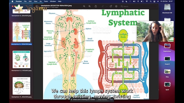 Lymphatic And Immune 2