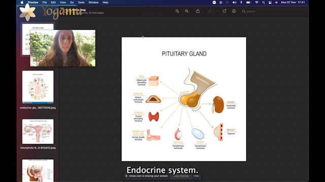 Introduction To Endocrine