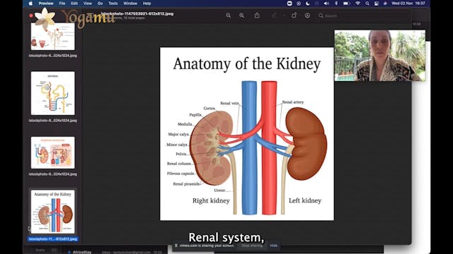 Renal System
