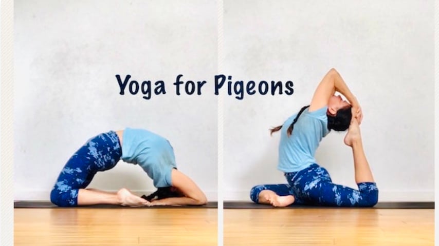Yoga for Pigeons (All Levels - Moderate Challenge Yoga) [1:25]
