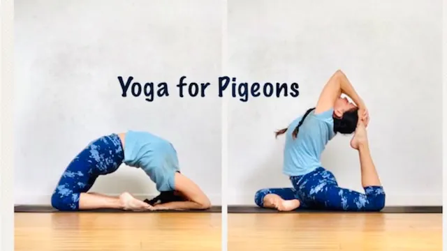 Yoga for Pigeons (All Levels - Modera...