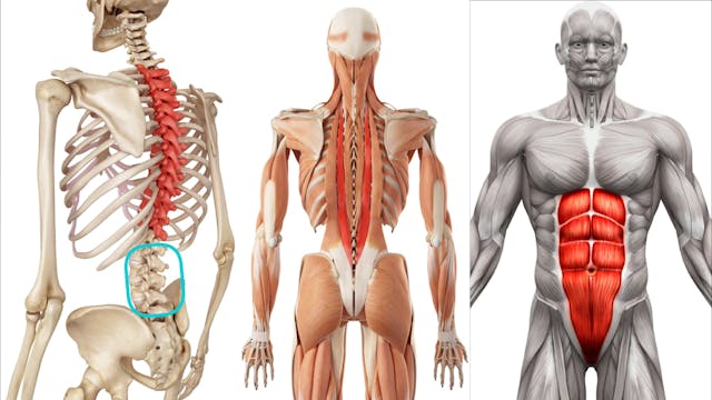 Presentation - LUMBO PELVIC AREA