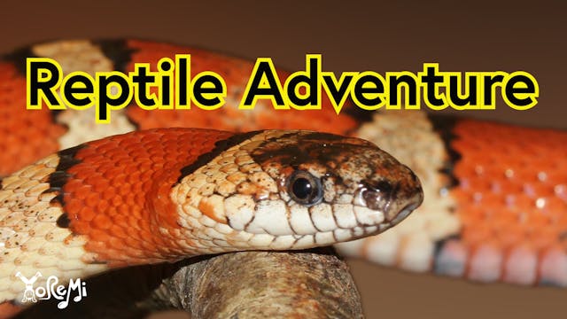 Reptile Adventure