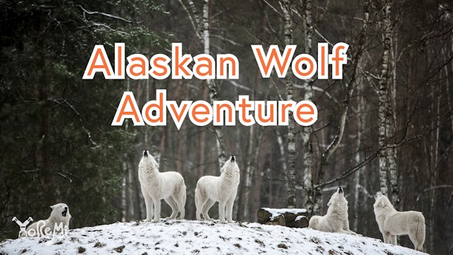 Alaskan Wolf Adventure