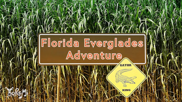 Florida Everglades Adventure