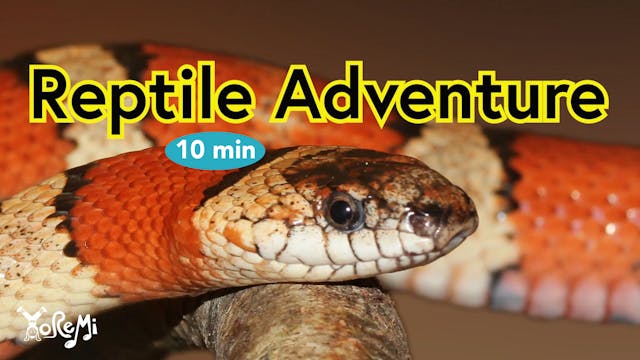 Reptiles - 10 Minutes