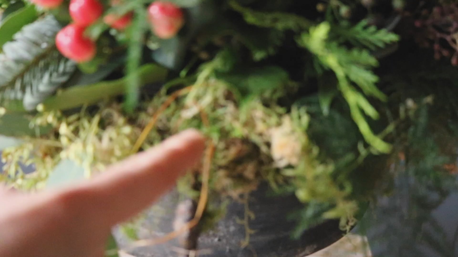 Working with Amaryllis 