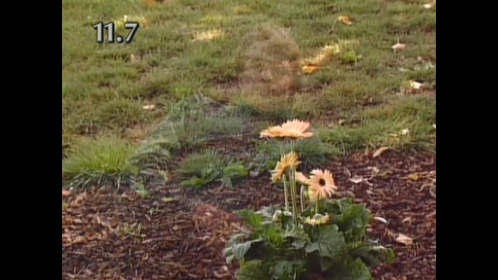 ASL11 Playing in the Park