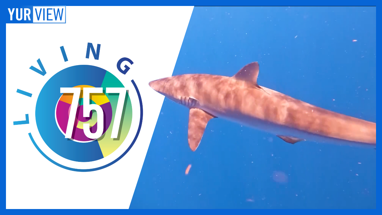Swimming with Sharks, Edenton Soul Food & Music Fest, & 'The Flow' | Living 757