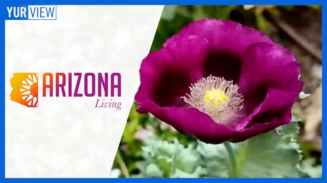 Tucson Botanical Gardens + Designing for Taurus | AZ Living