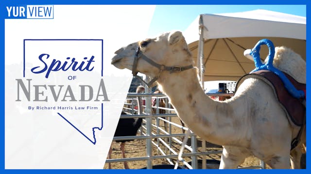 Camel and Ostrich Races, & Downtown B...