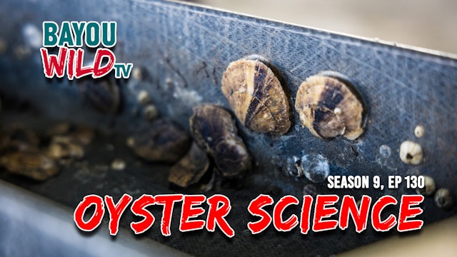 “Oyster Science” | From Aug 4, 2022