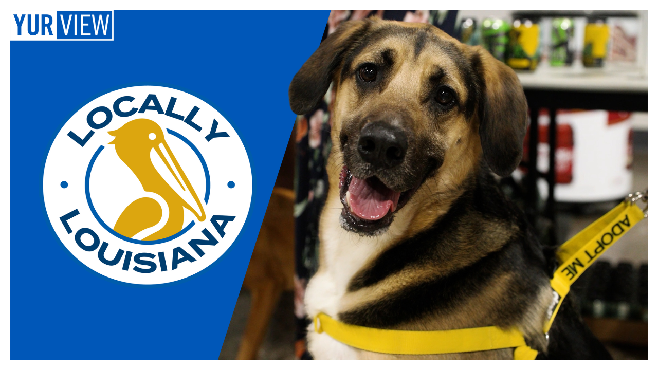 Pet Adoption Tips, Discover Second Harvest, VIVA NOLA & More | Locally Louisiana