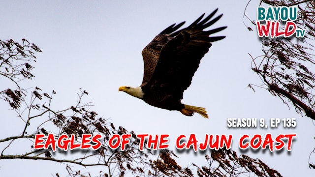 “Eagles of the Cajun Coast” 