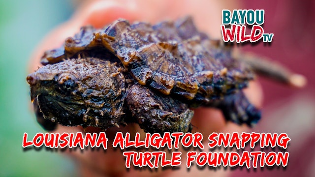 The Louisiana Alligator Snapping Turtle Foundation | From Apr 21, 2022