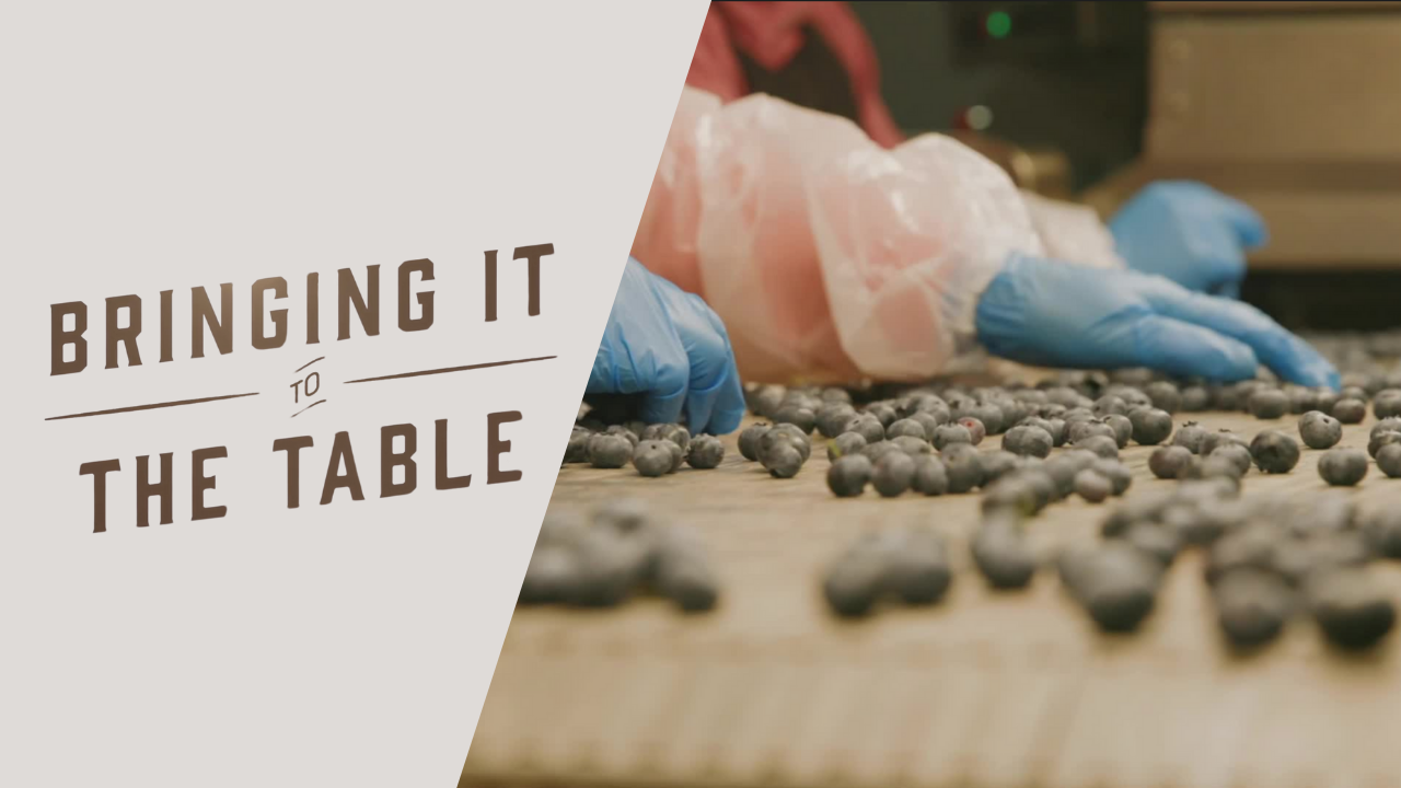 Blueberry Country, USA: South Haven's SuperFruit Legacy