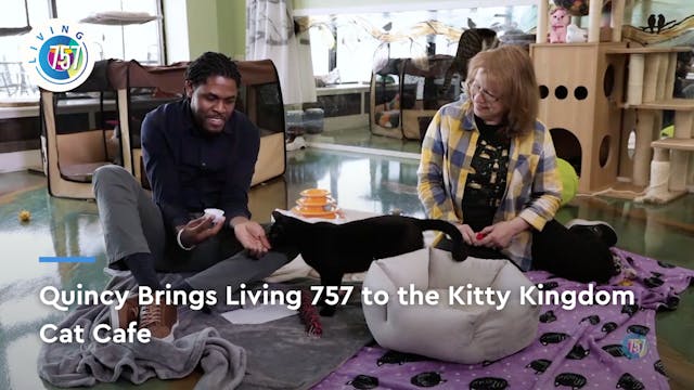 Quincy Visits the Kitty Kingdom Cat C...