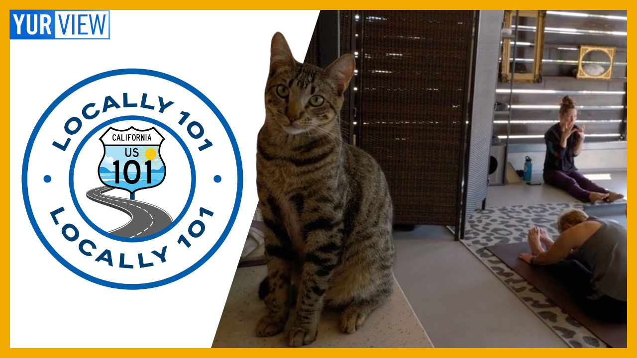 Yoga with Cats, Vodka from Food Waste, & a Star Teacher | Locally 101