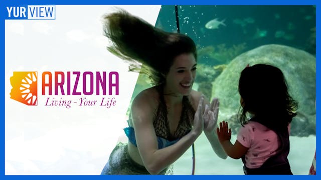 A Trip to the OdySea Aquarium | AZ Li...