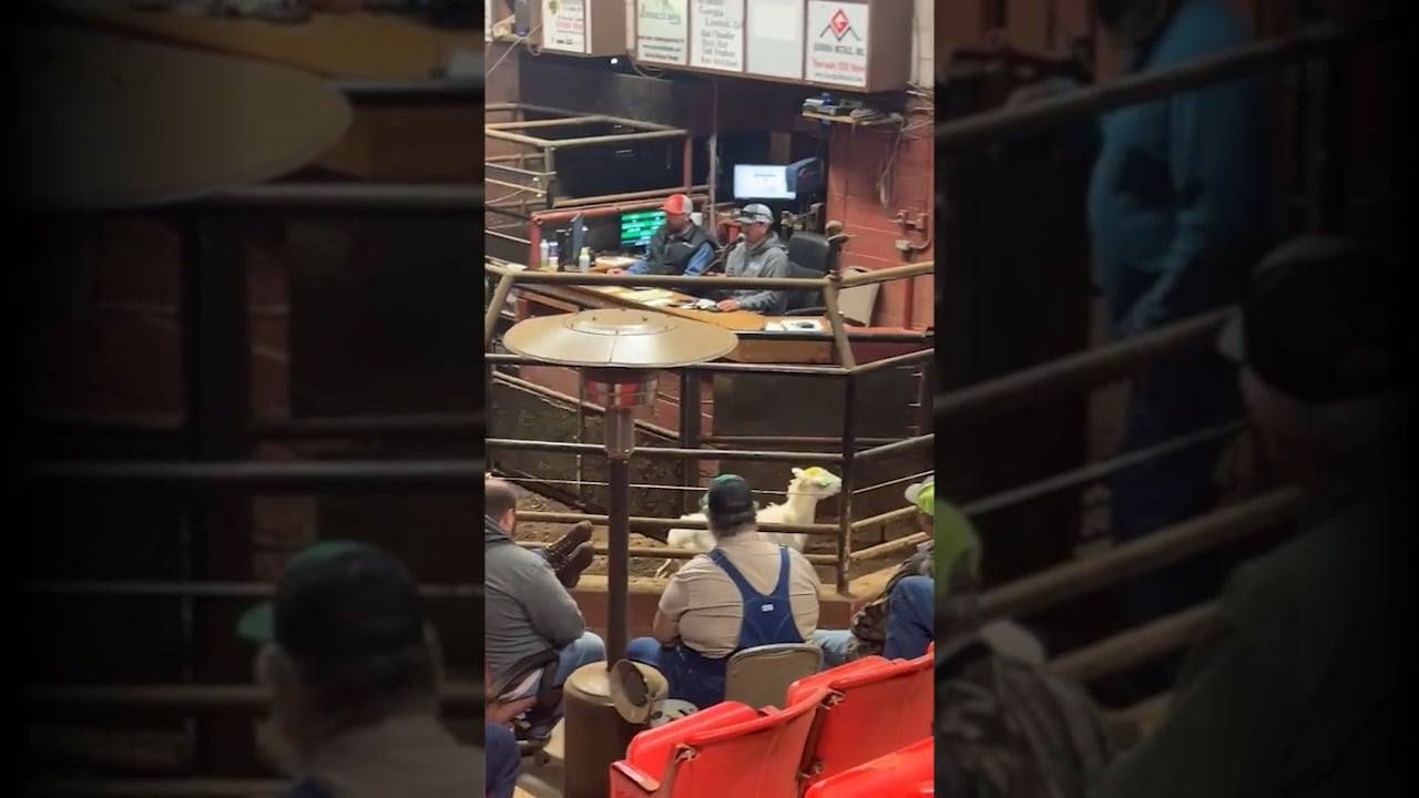 12. Livestock Auction