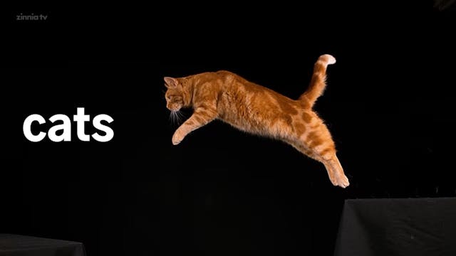 Cats