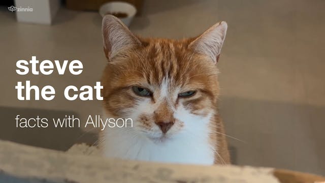 Steve the Cat - Facts with Allyson