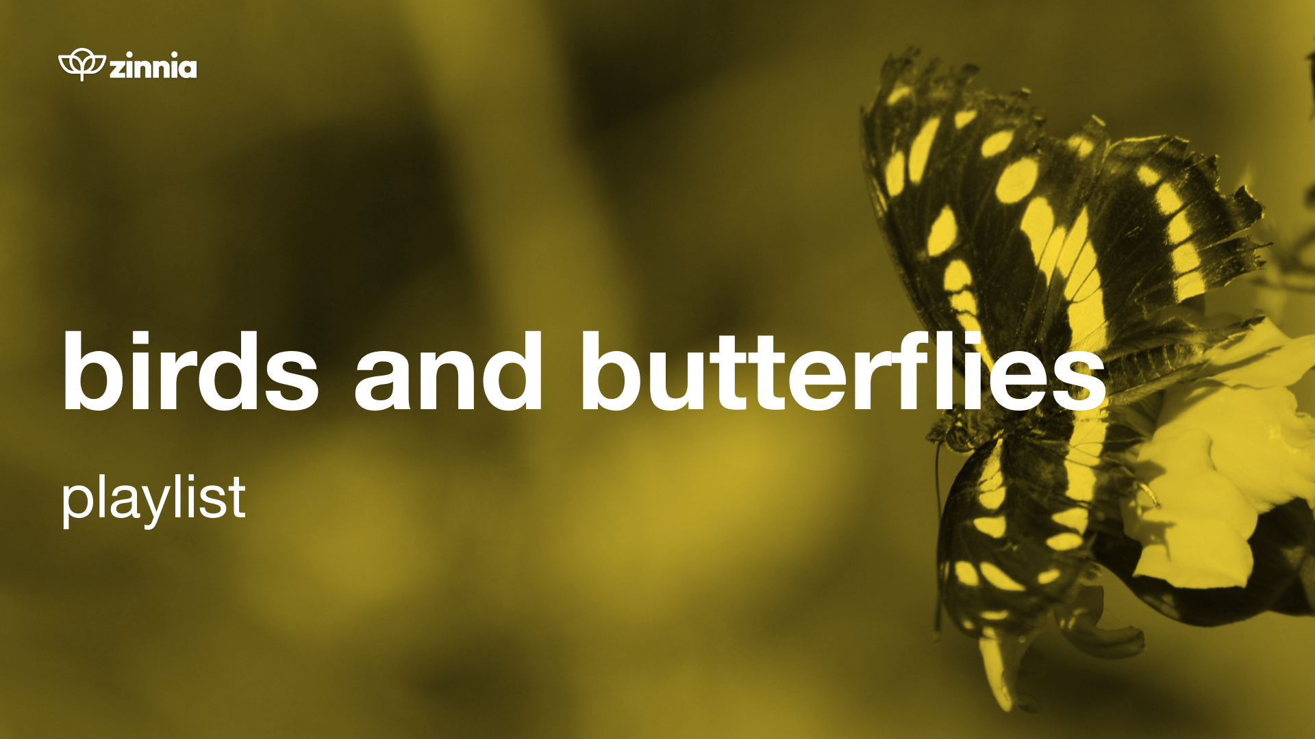 Birds and Butterflies Playlist