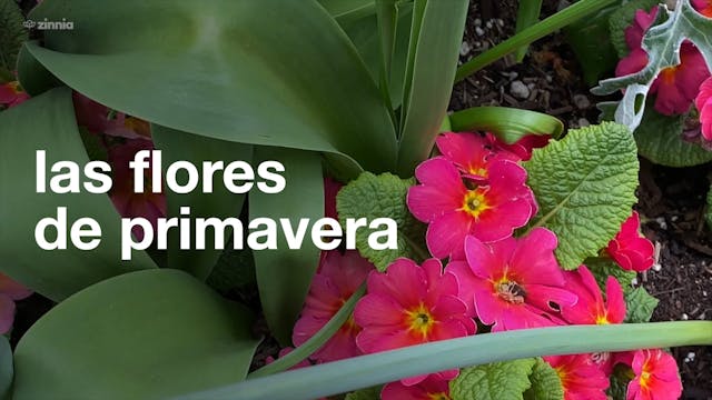 Las Flores de Primavera - Spring Flowers