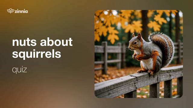 Nuts about Squirrels Quiz