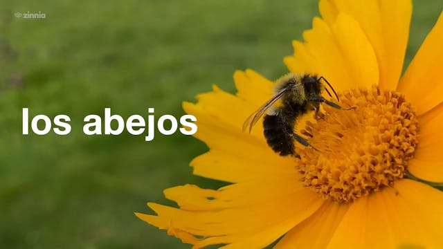 Los Abejos - Busy Bee